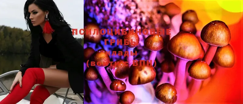 Галлюциногенные грибы Psilocybe  МЕГА ONION  Цоци-Юрт  где купить наркоту 